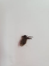 Load image into Gallery viewer, Opossum Hair Roach Locally Hand Tied Flies