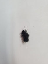 Load image into Gallery viewer, Opossum Hair Roach Locally Hand Tied Flies
