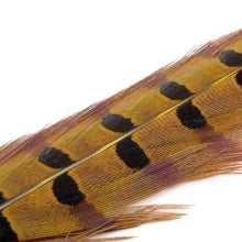 Load image into Gallery viewer, Wapsi Pheasant Ringneck Tail Feathers