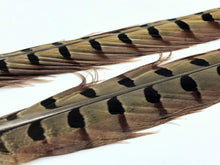 Load image into Gallery viewer, Wapsi Pheasant Ringneck Tail Feathers